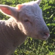 Illustration for article titled Winter the Lamb Is the Adorable Vine Star the World Needs